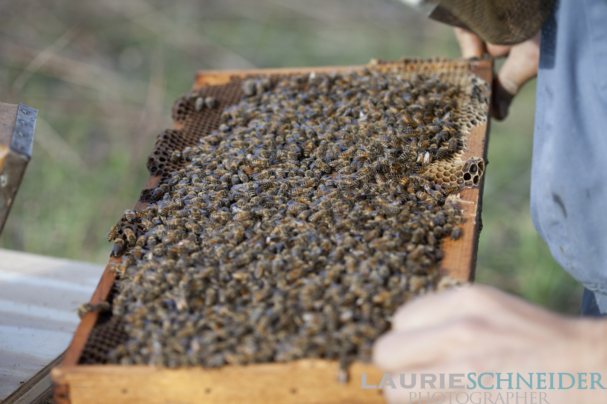 Smoker and notepad resting on a hive top